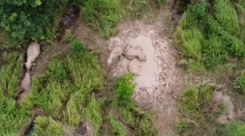 Mud heaven! Baby elephants roll themselves over in muddy watering hole