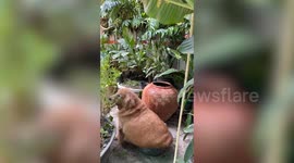 Pet Golden Retriever squeezes into garden tub