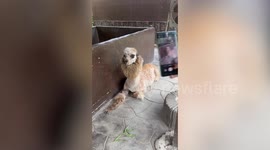 Alpaca looks seriously annoyed posing for zoo visitors in Thailand