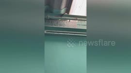 Rat snake caught in ceiling of family’s home
