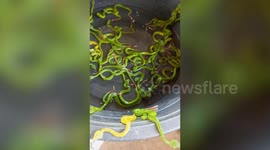 Dozens of green pit viper snakes gather in tub for swim