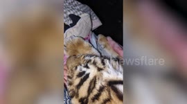 Sick zoo tiger cub snores while sleeping in caretaker's bed