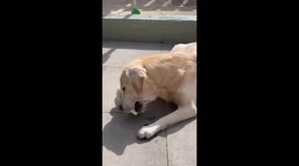 Pet owner gives their Labrador bottle of ice as UK hit with amber heat warning