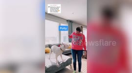 Family teaches their deaf dog - sign language