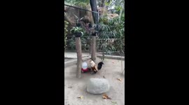 Feathered rooster: the Polish chicken with a hidden head in feathers at Gembira Loka Zoo