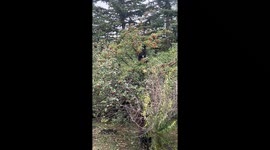 Dog Climbs Tree to Snack on Apples