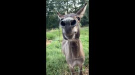 Donkey Plays With Pink Unicorn