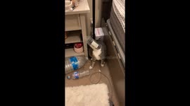 Helping a Cat Out of a Plastic Cup
