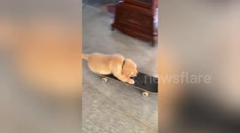 Golden Retriever puppy pushes skateboard before riding it