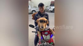 Pet Golden Retriever dogs join their owner on motorcycle to deliver gas tanks to customers