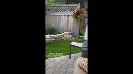 Mama Squirrel rescues albino baby