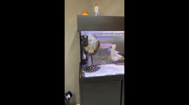 Stingray Hogs All the Food