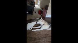Dog and Cat Yawn Simultaneously