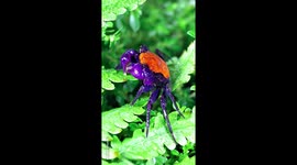 Crab Drinks Dewdrops