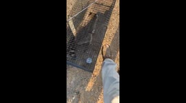 Racoon Makes a Splash