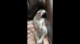 Fly Wants To Take A Nap On A Pug's Tongue