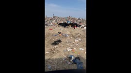 Anti-Bear Noisemaker Test At The Dump