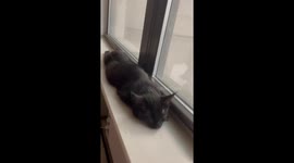 Sleepy Cat's Perfect Window Sploot