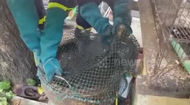 Thai animal rescuers catches monitor lizard hiding inside family’s water jar