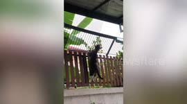 Pet cat searches for way to escape from gate