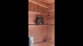 Monarchs in Love