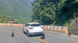 Monkey troop uses 'military-style' tactics to surround vehicles and demand food