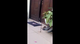 What Are Cats Really Thinking