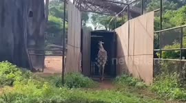Giraffes moved to 'romantic' new home for breeding programme at Thai zoo
