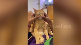 You wish you were this relaxed! Pet cat looks zen while having massage from owner