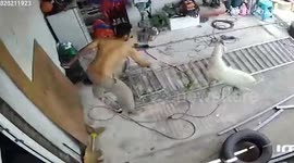 Unruly escaped billy goat bashes mechanic while rampaging through repair shop