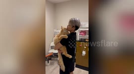 Clingy tabby cat cuddles with owner to keep him from leaving