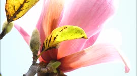 Crabapple and Magnolia Blossom in Early Autumn in Yichang, China