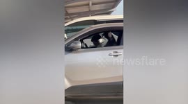 Well-behaved Siberian Husky dog sits upright like passenger inside car