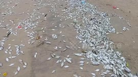 Thousands of dead fish wash up on beach as plankton turns sea green