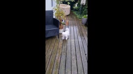 Polite Pup Wipes Its Paws
