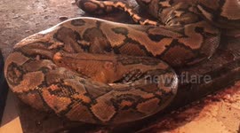 Tomohon Market, the Most Extreme Meat Market in Indonesia