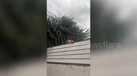 Nosey pet Siberian Husky puppy peers over neighbour's garden fence
