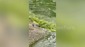 Gruesome green algae kills thousands of fish on Thai beach