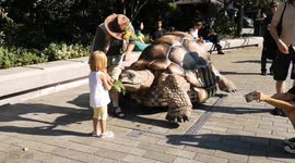 A giant tortoise takes advantage of the hot weather in London