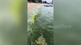 Toxic green algae kills thousands of fish on beach in Thailand