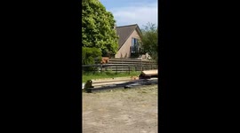 Dog Jumps On Trampoline