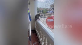 Shocked resident finds aggressive monkeys damaging her balcony plants