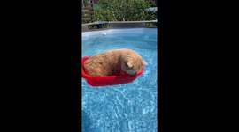 Cat Cools Off in Swimming Pool