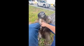 Senior Pup Smiles At Belly Rub Session