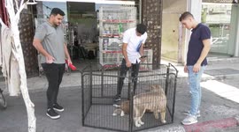Palestinian youth, Mohammad Al-Madhoun, 22, sells pets at his shop in Gaza city