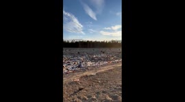 Hungry Black Bears Pick Through Landfill