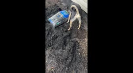 Dog Helps Dad With Yard Work