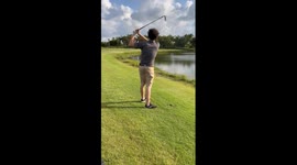 Gator Is Hungry For Golf Ball
