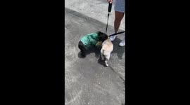 French bulldogs becoming friends