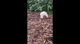 Albino Squirrel In Minnesota